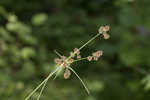 Mosquito bulrush